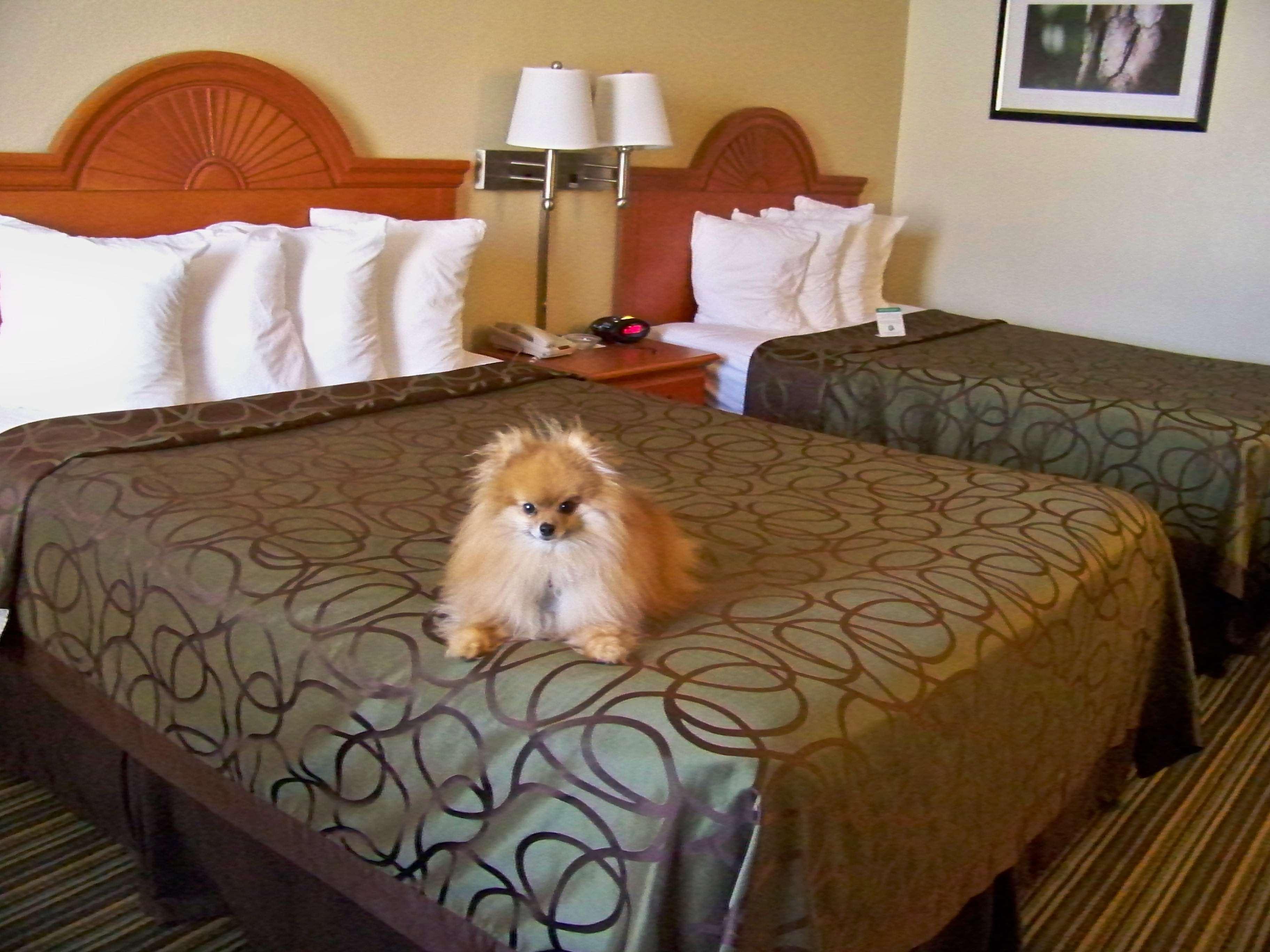 Best Western Of Murphy Εξωτερικό φωτογραφία